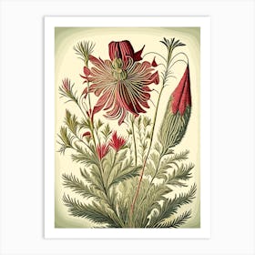 Prairie Smoke Wildflower Vintage Botanical 2 Living Room Art print