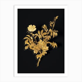 Vintage White Downy Rose Botanical in Gold on Black n.0234 Art Print