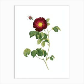 Vintage Rose Botanical Illustration on Pure White n.0048 Art Print