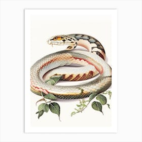 Boa Constrictor Snake Vintage Art Print