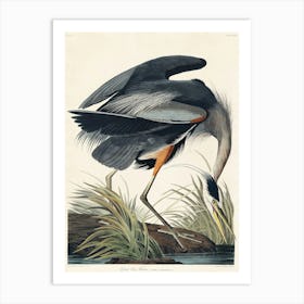 Great Blue Heron Art Print