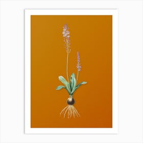 Vintage Scilla Obtusifolia Botanical on Sunset Orange n.0625 Art Print