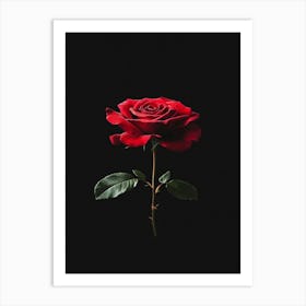 Red Rose On Black Background 1 Art Print