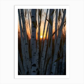 Sunset Over Birch Trees Art Print