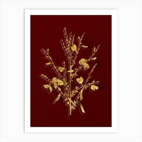 Vintage Yellow Broom Flowers Botanical in Gold on Red n.0381 Art Print