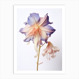 Pressed Wildflower Botanical Art Wild Columbine 2 Art Print