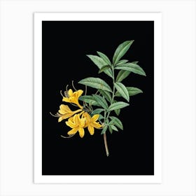 Vintage Yellow Azalea Botanical Illustration on Solid Black n.0089 Art Print