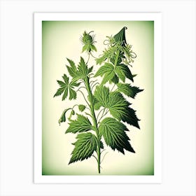Hedge Nettle Wildflower Vintage Botanical 2 Art Print