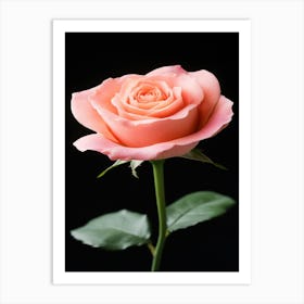 Pink Rose On Black Background 32 Art Print