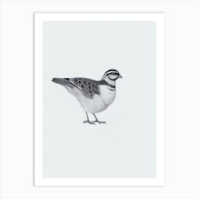 Partridge B&W Pencil Drawing 2 Bird Art Print