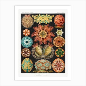 Ascidiae–Seescheiden, Ernst Haeckel Art Print