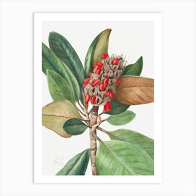 Vintage Botanical Mary Vaux Walcott _2732423 Art Print