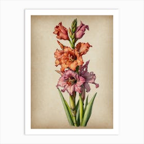 Gladiolus Art Print