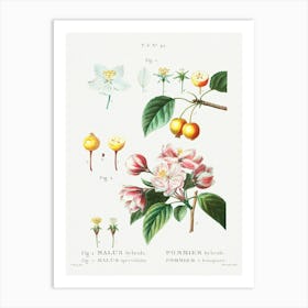 Flowering Crabapple, Chinese Flowering Apple, Pierre Joseph Redoute Art Print