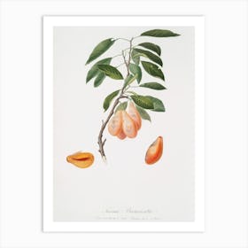 Plum (Prunus Ligustica) From Pomona Italiana (1817 1839), Giorgio Gallesio Art Print