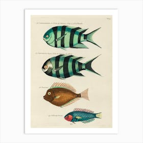 Colourful And Surreal Illustrations Of Fishes Found In Moluccas (Indonesia) And The East Indies By Louis Renard(78) Art Print