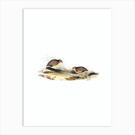Vintage Swift Flying Hemipode Bird Illustration on Pure White n.0439 Art Print