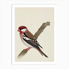 House Sparrow Illustration Bird Art Print