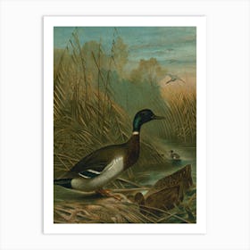 Vintage Mallard Duck Art Print