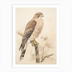Vintage Bird Drawing Eurasian Sparrowhawk 1 Art Print