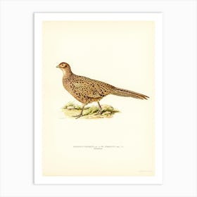 Pheasant (Phasianus Colchicus), The Von Wright Brothers Art Print