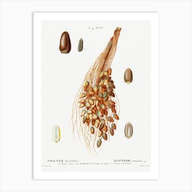Date Palm, Pierre Joseph Redoute (3) Art Print