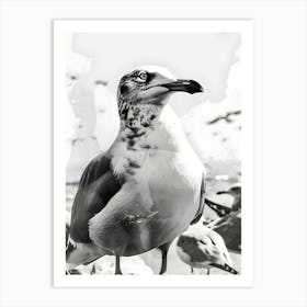 Seagull 2 Art Print