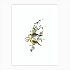 Vintage Yellow Tufted Honeyeater Bird Illustration on Pure White Art Print