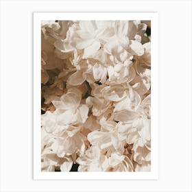 White Peony Flowers Art Print