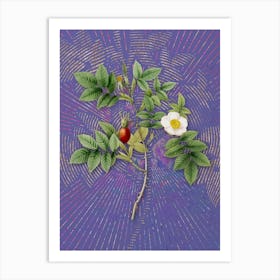Vintage Mountain Rose Bloom Botanical Illustration on Veri Peri n.0225 Art Print