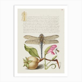 Dragonfly, Pear, Carnation, And Insect From Mira Calligraphiae Calligraphy Art Print