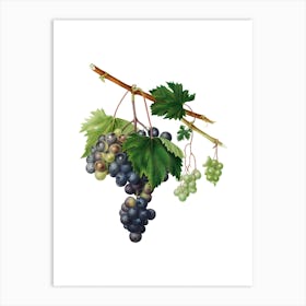 Vintage Grape from Ischia Botanical Illustration on Pure White n.0329 Art Print