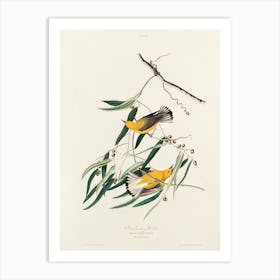 Prothonotary Warbler, Birds Of America, John James Audubon Art Print