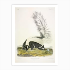 Large Tailed Skunk, John James Audubon Art Print