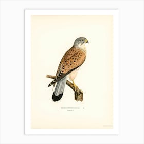 Common Kestrel Male (Falco Tinnunculus), The Von Wright Brothers Art Print
