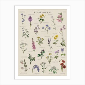 Wildflowers Illustrated Botanical Art Print Art Print