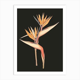 Bird Of Paradise 73 Art Print