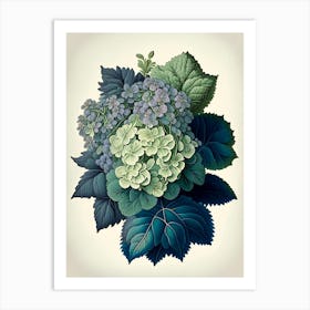 Hydrangea 1 Floral Botanical Vintage Poster Flower Art Print