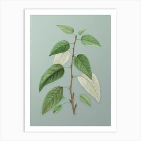 Vintage Balsam Poplar Leaves Botanical Art on Mint Green n.0101 Art Print