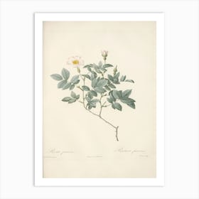 Rose Illustration, Pierre Joseph Redoute, Pierre Joseph Redoute (120) Art Print