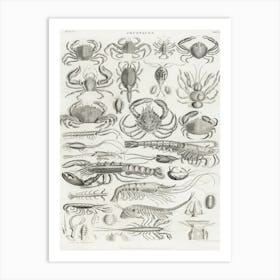 Crustacea, Oliver Goldsmith Art Print