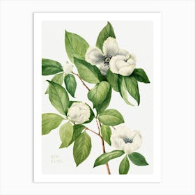 Vintage Botanical Mary Vaux Walcott _2732428 Art Print