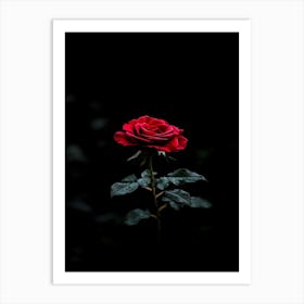 Dark Rose 95 Art Print