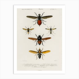 Different Types Of Insects, Charles Dessalines D'Orbigny Art Print
