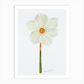 Daffodil Art Print