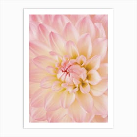 Pink Dahlia Flower Art Print