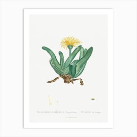 Mesembryanthemum Linguiforme, Pierre Joseph Redoute (2) Art Print