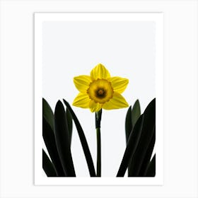 Daffodil Art Print