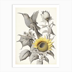 Hummingbird And Sunflower Vintage Botanical Line Drawing Art Print