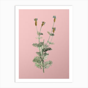 Vintage Spanish Lavender Botanical on Soft Pink n.0013 Art Print